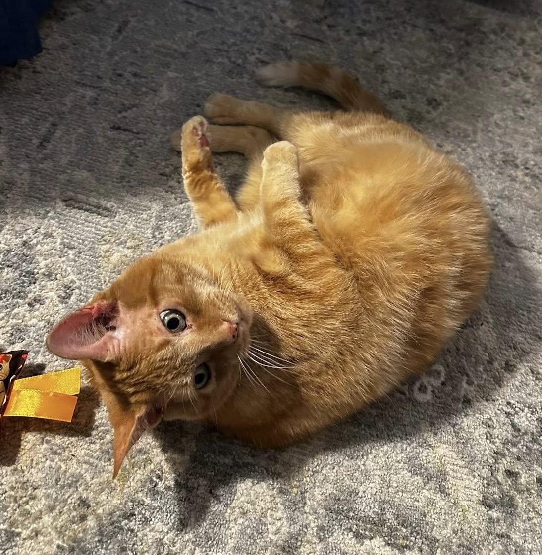 Enlarge Cashew II, an adopted Domestic Short Hair in Montreal, QC image 2/6