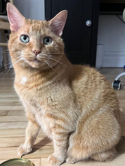 Enlarge Cashew II, an adopted Domestic Short Hair in Montreal, QC image 4/6