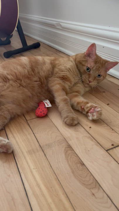 Enlarge Cashew II, an adopted Domestic Short Hair in Montreal, QC video 6/6