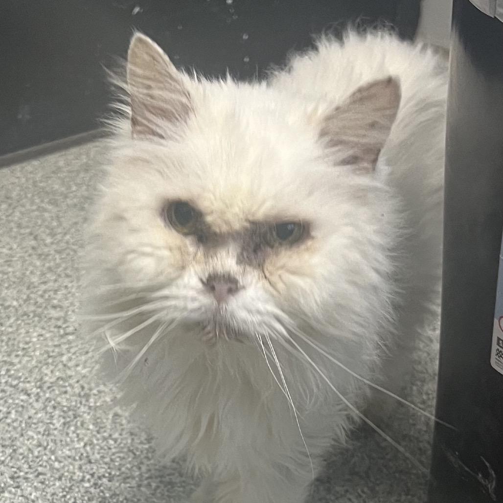 Lucille, Adoptable, Senior Female Persian.