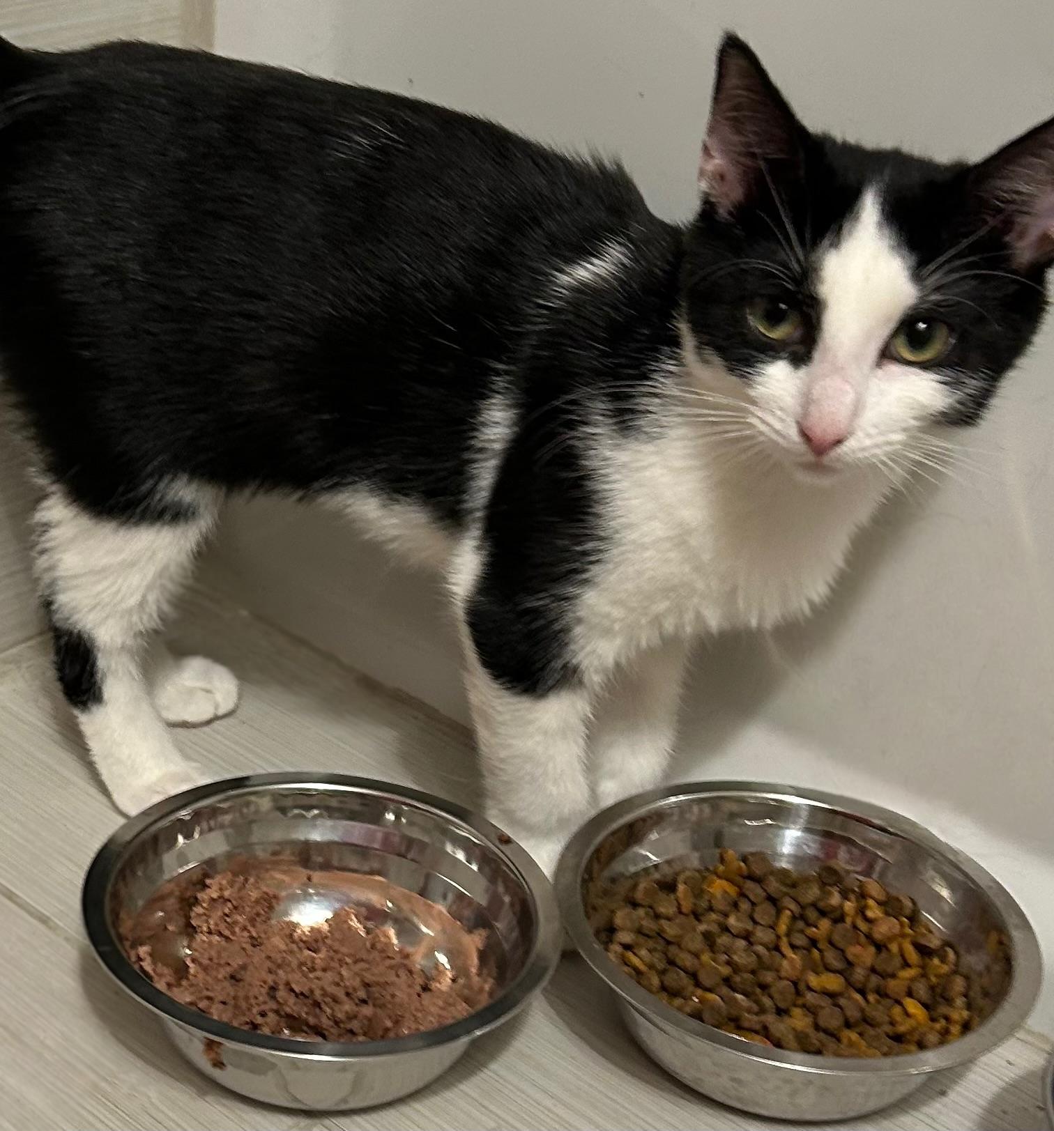 Enlarge Minnie, an adoptable Domestic Short Hair in Bayonne, NJ image 4/4