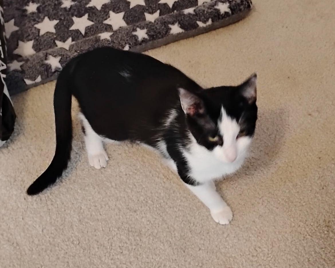 Enlarge Minnie, an adoptable Domestic Short Hair in Bayonne, NJ image 2/6