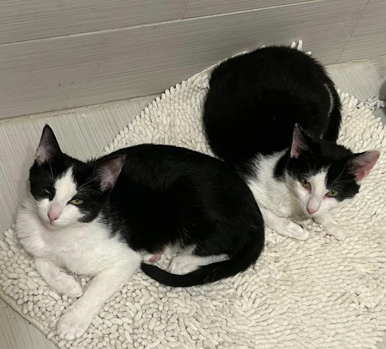 Enlarge Minnie, an adoptable Domestic Short Hair in Bayonne, NJ image 2/4