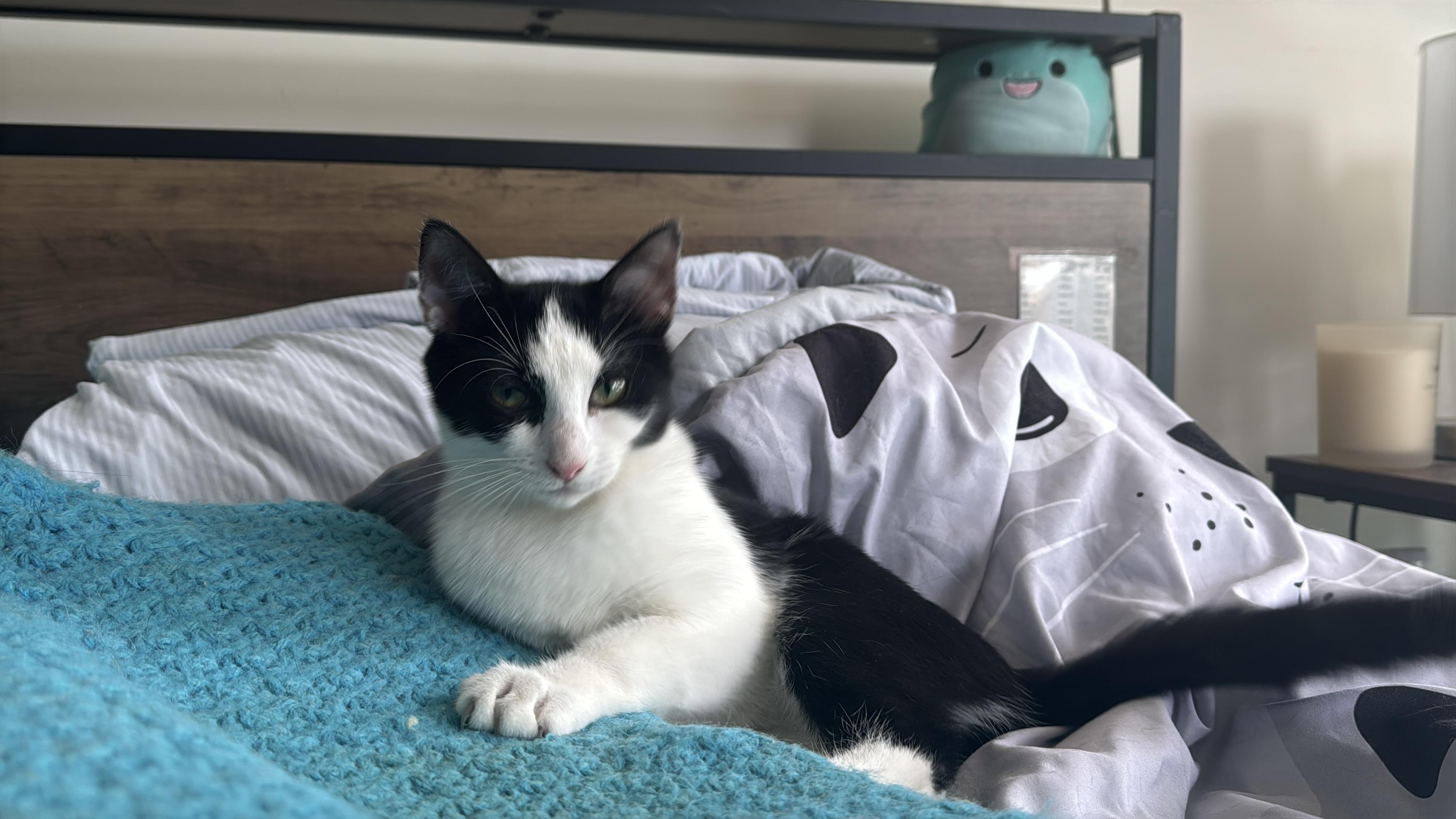 Minnie, adoptable, Young Female Domestic Short Hair.