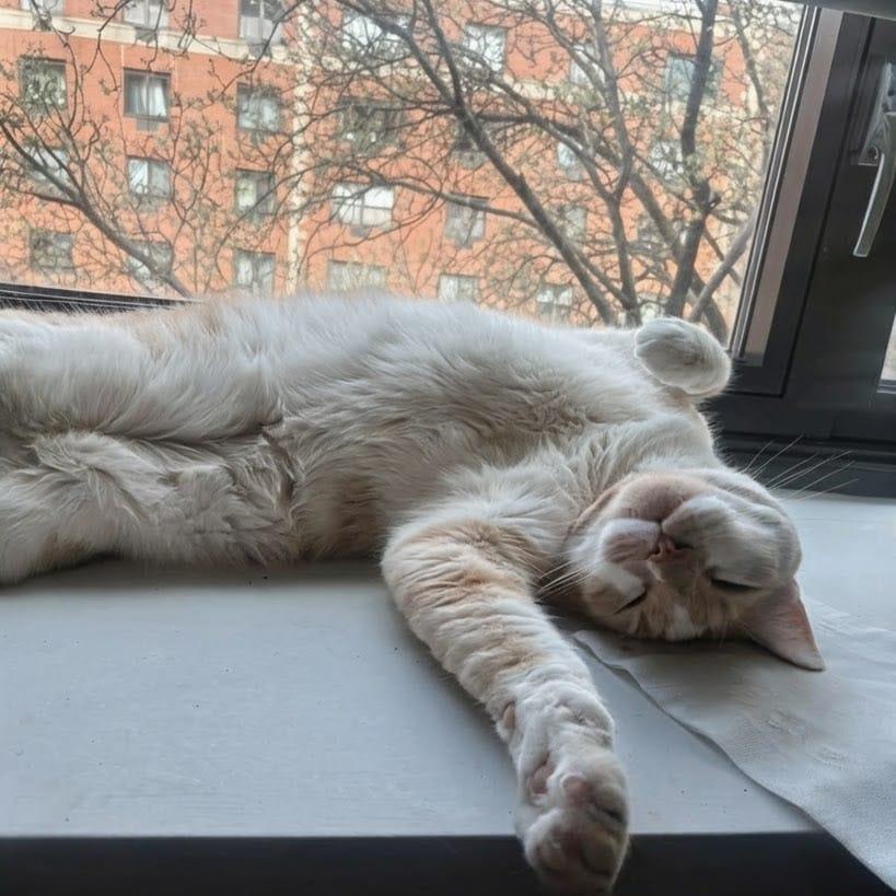Mylo, a ADOPTABLE Domestic Short Hair in New York, NY image 2/6