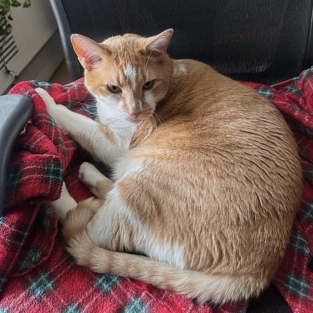 Mylo, a ADOPTABLE Domestic Short Hair in New York, NY image 3/6
