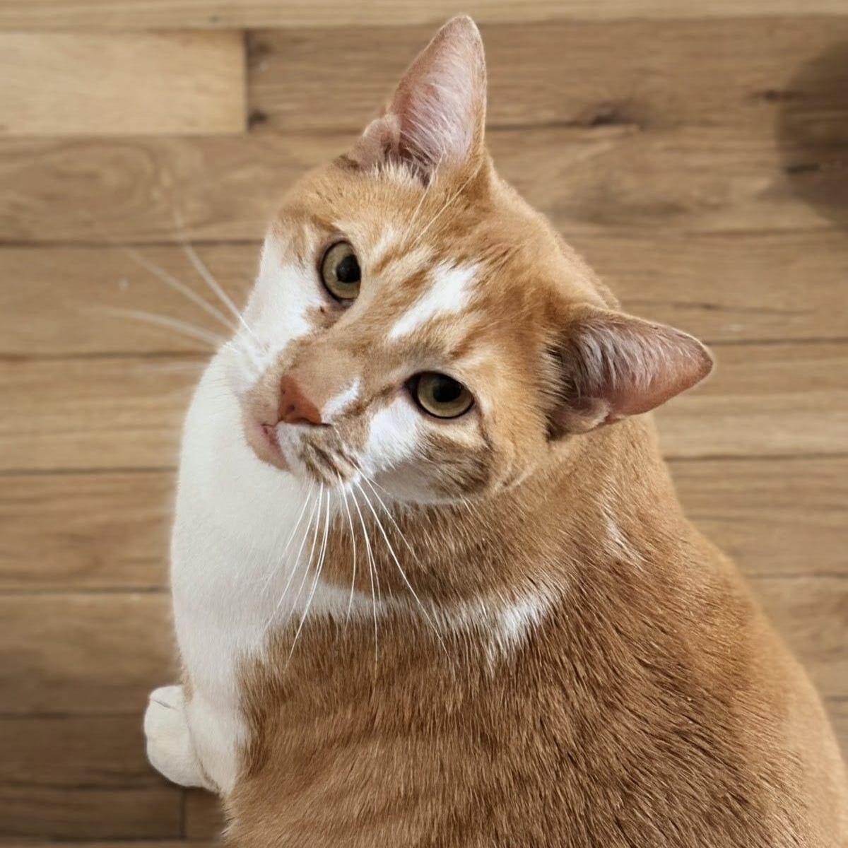 Mylo, a ADOPTABLE Domestic Short Hair in New York, NY image 5/6