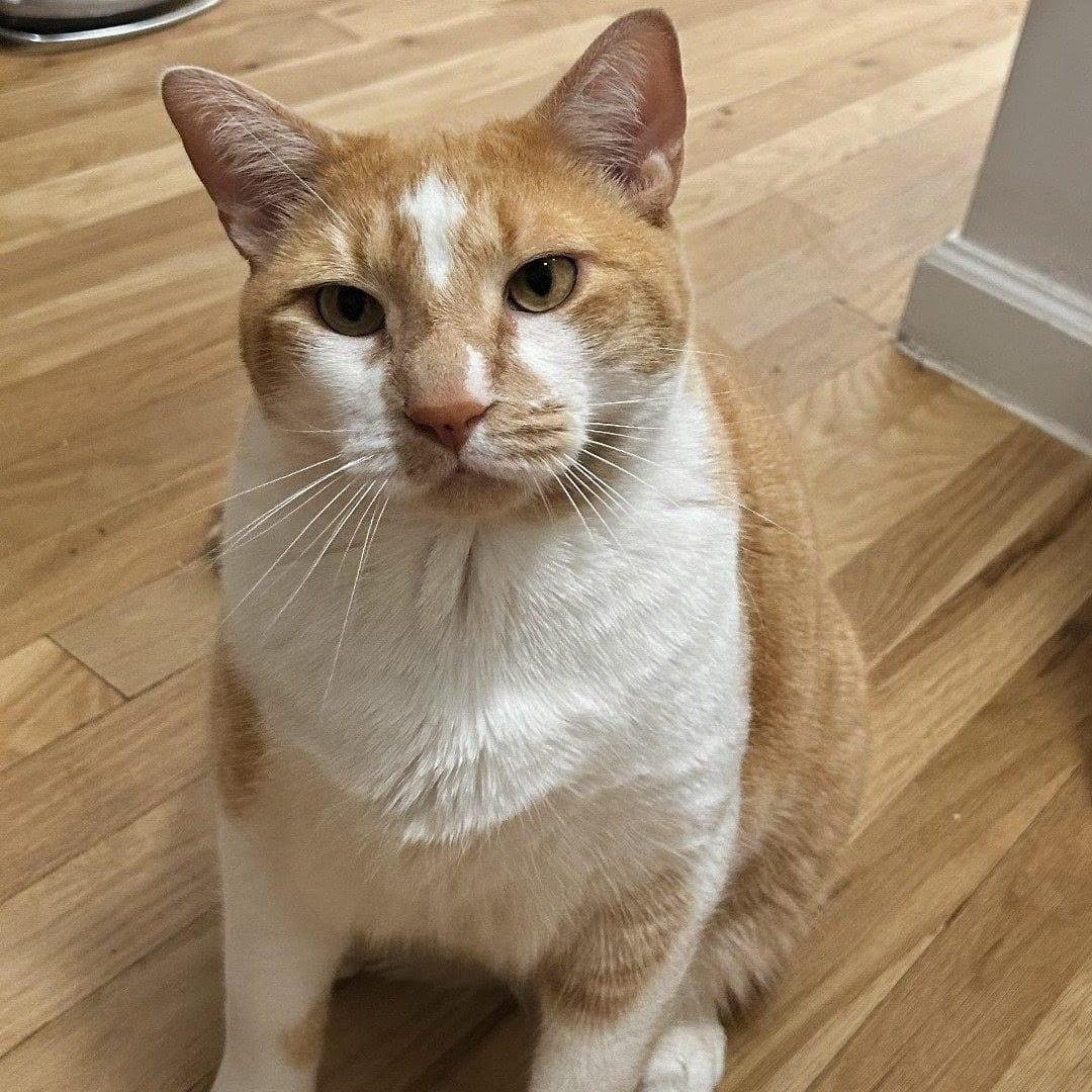 Mylo, a ADOPTABLE Domestic Short Hair in New York, NY image 1/6