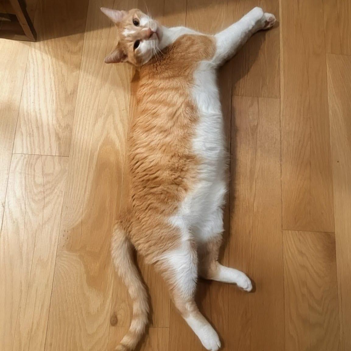 Mylo, a ADOPTABLE Domestic Short Hair in New York, NY image 4/6