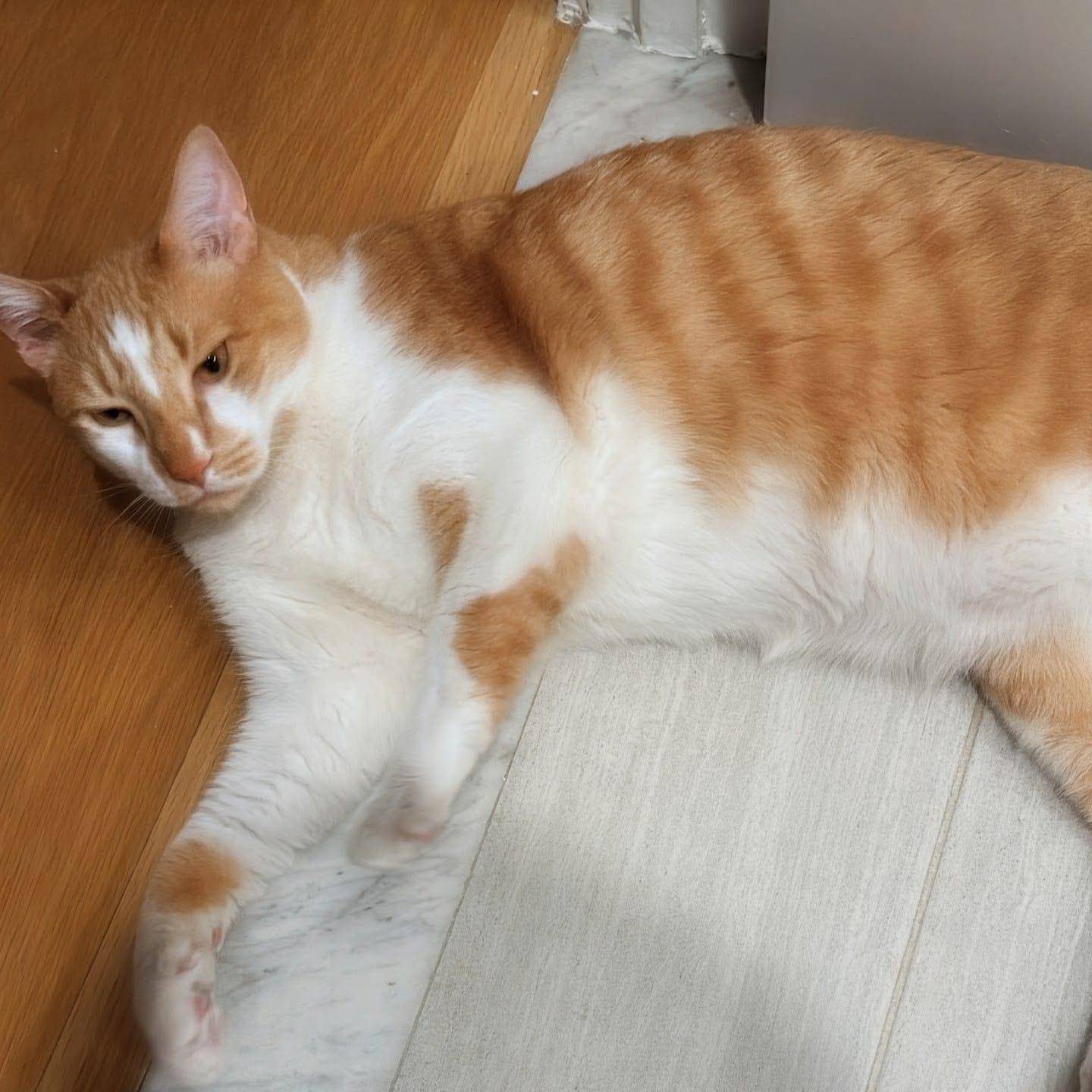Mylo, a ADOPTABLE Domestic Short Hair in New York, NY image 6/6