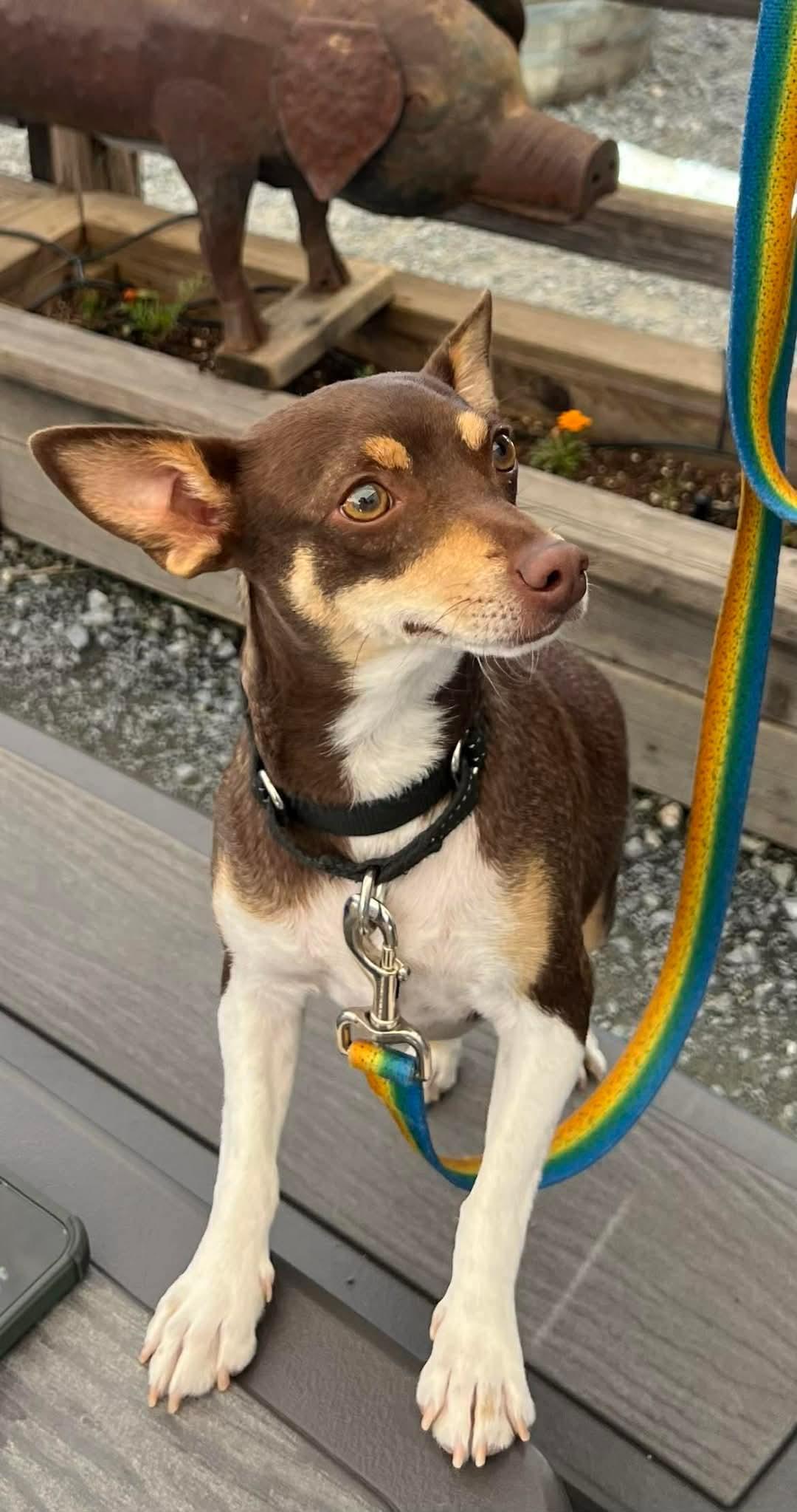 Enlarge Duchess Fiona!, a ADOPTABLE mixed breed in Roseville, CA image 4/4