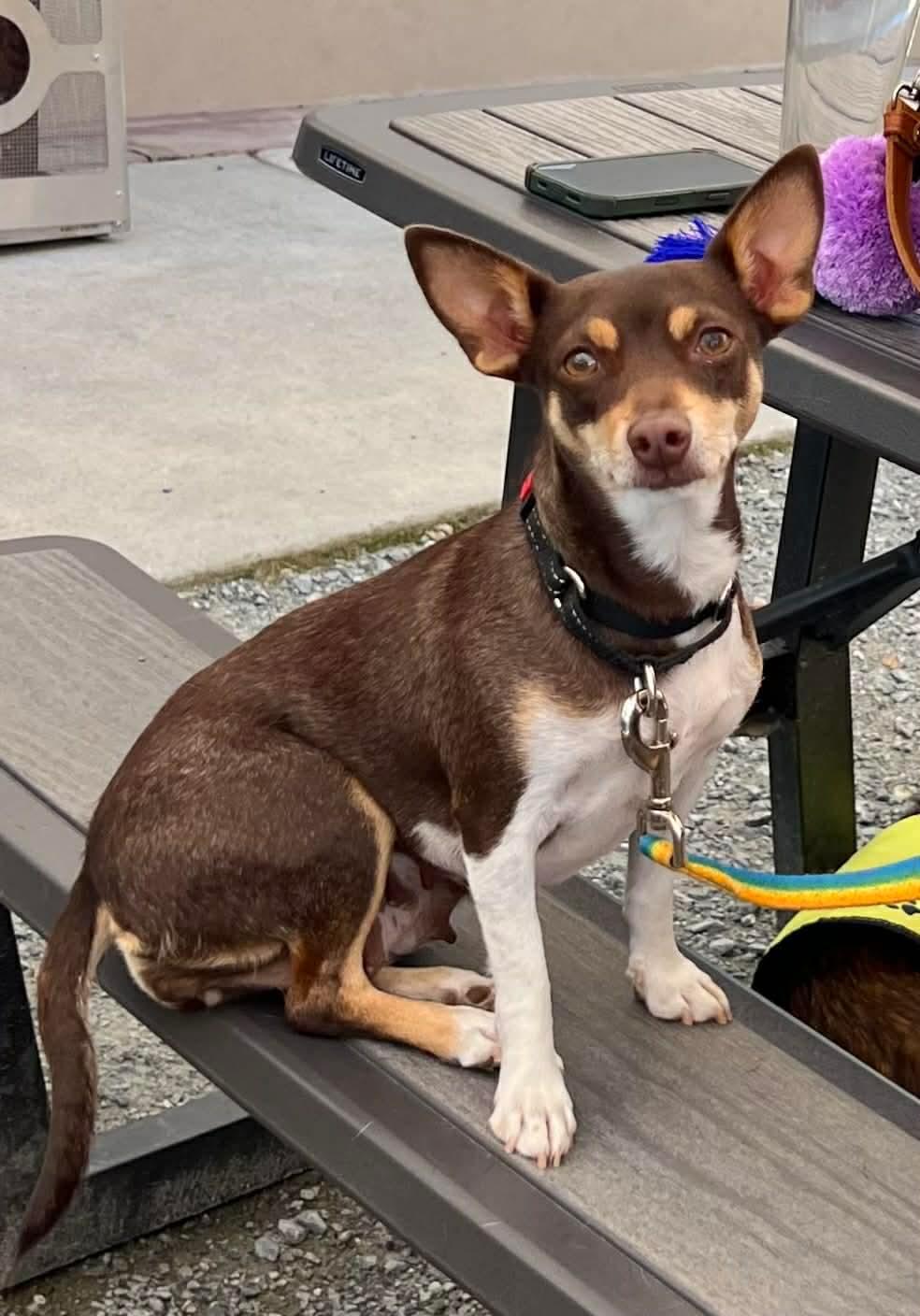 Enlarge Duchess Fiona!, a ADOPTABLE mixed breed in Roseville, CA image 2/4