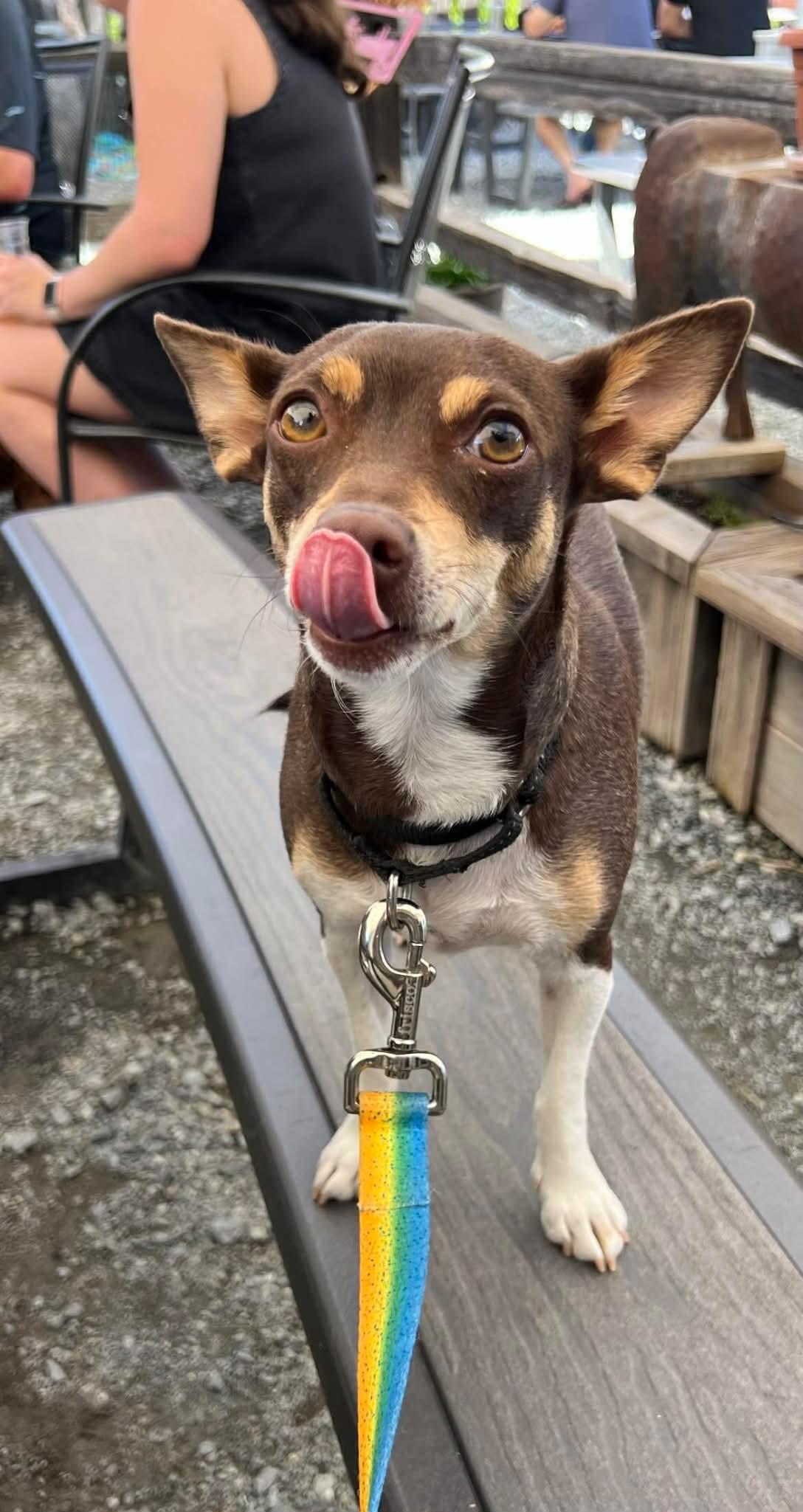 Enlarge Duchess Fiona!, a ADOPTABLE mixed breed in Roseville, CA image 3/4