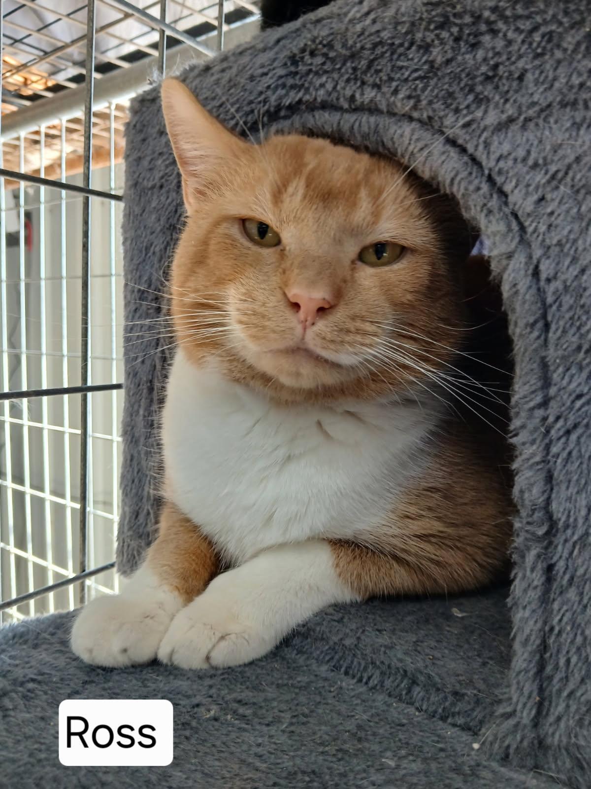 Enlarge Ross, a Adoptable Domestic Short Hair in Urbana, OH image 1/2