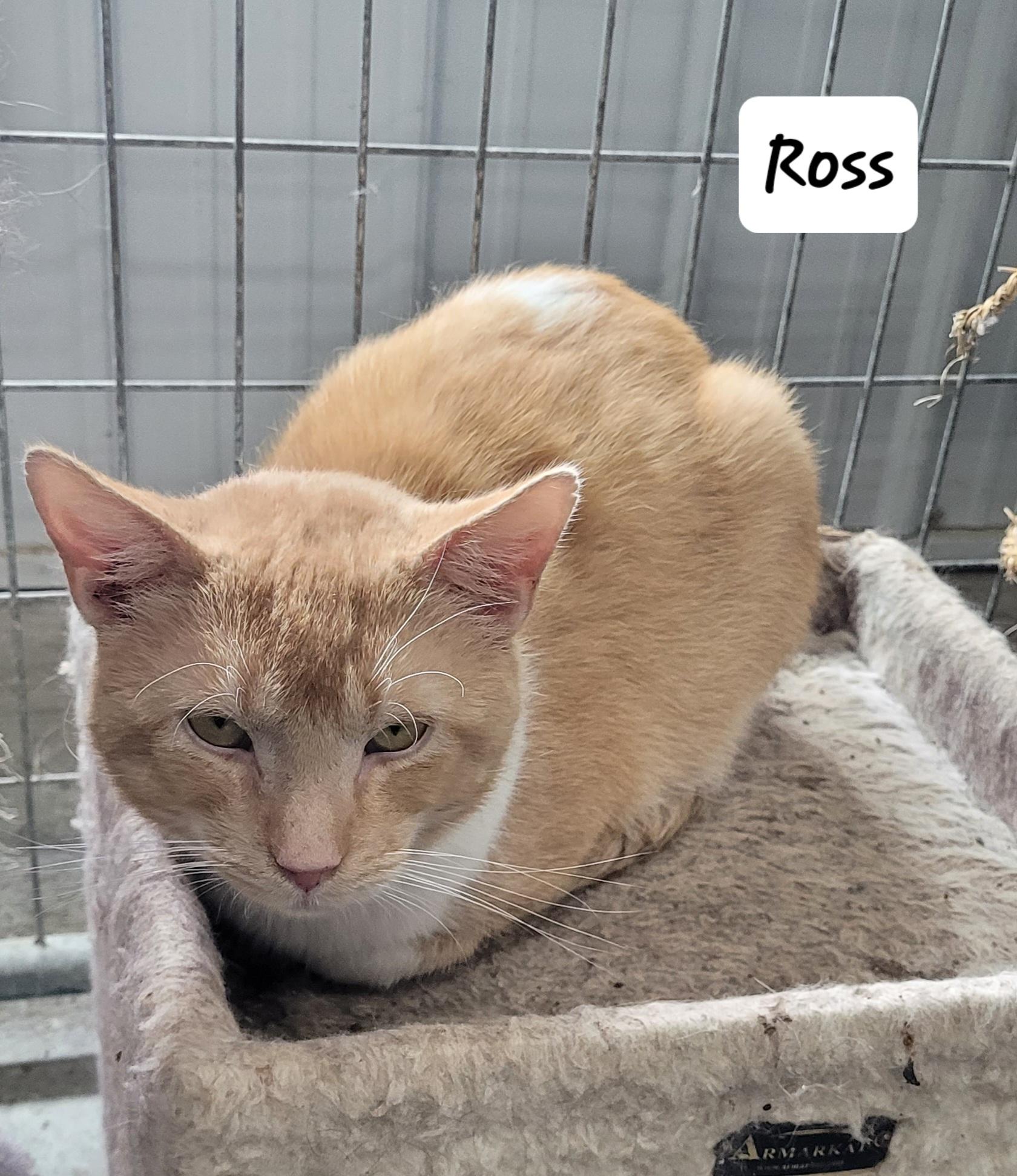 Ross, Adoptable, Adult Male Domestic Short Hair.