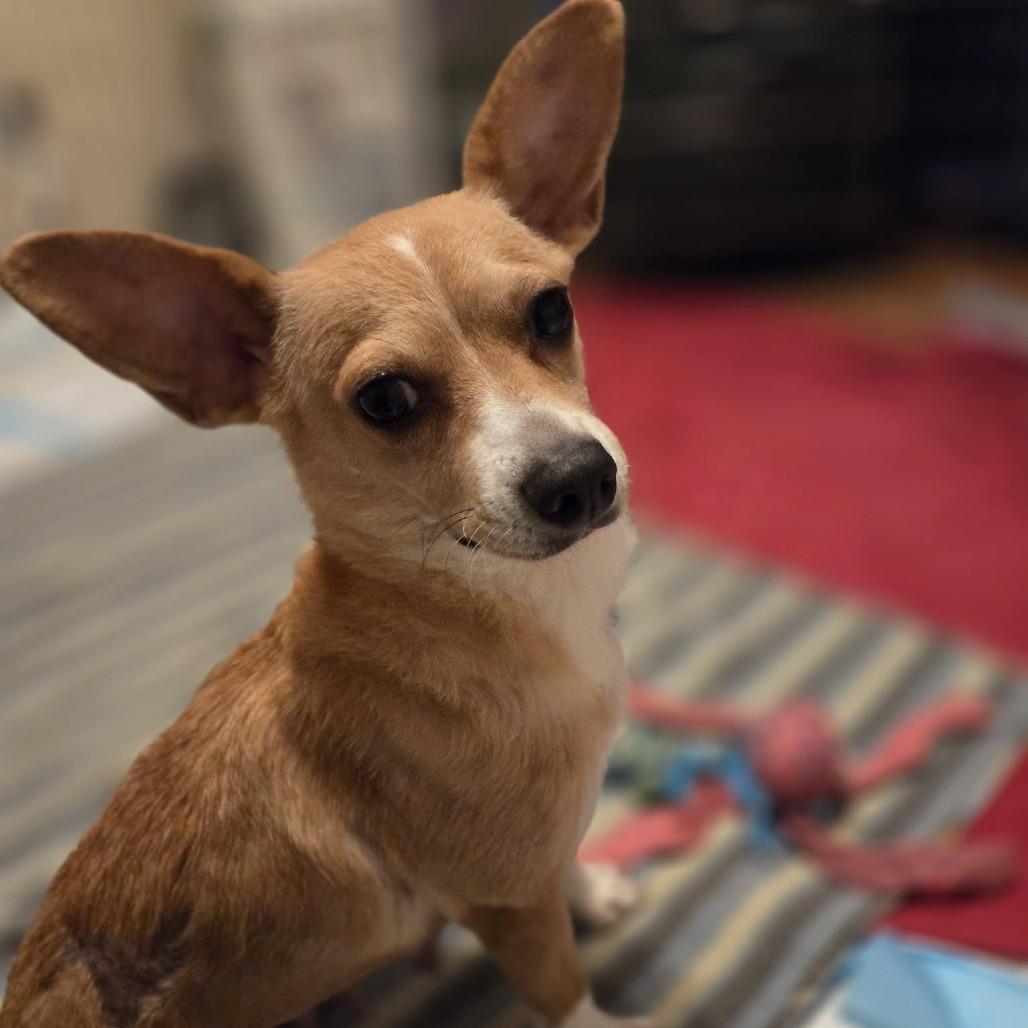 Bo Peep, Adoptable, Adult Female Chihuahua & Cardigan Welsh Corgi.
