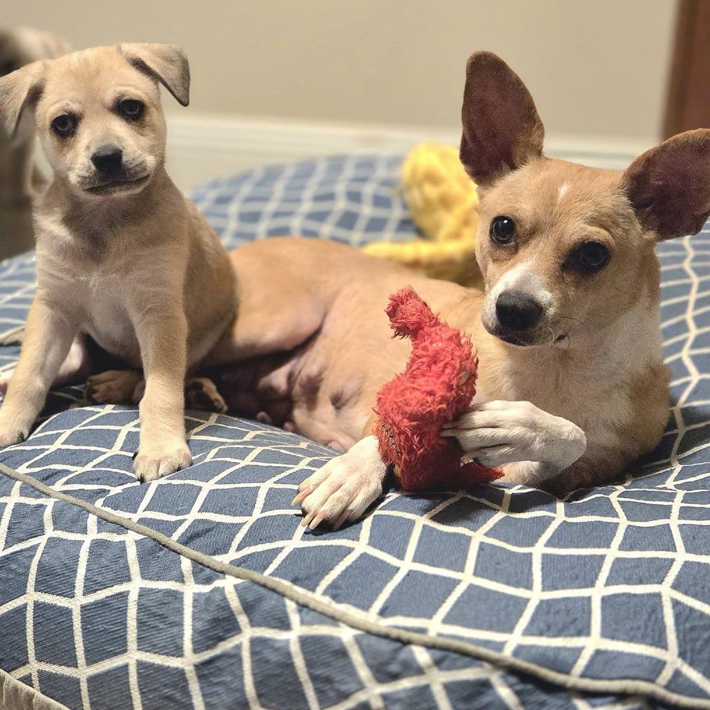 Enlarge Bo Peep, a Adoptable mixed breed in Yucaipa, CA image 2/6