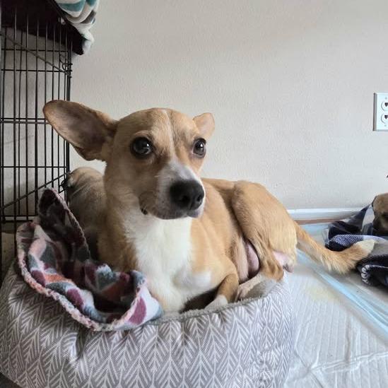 Enlarge Bo Peep, a Adoptable mixed breed in Yucaipa, CA image 3/6