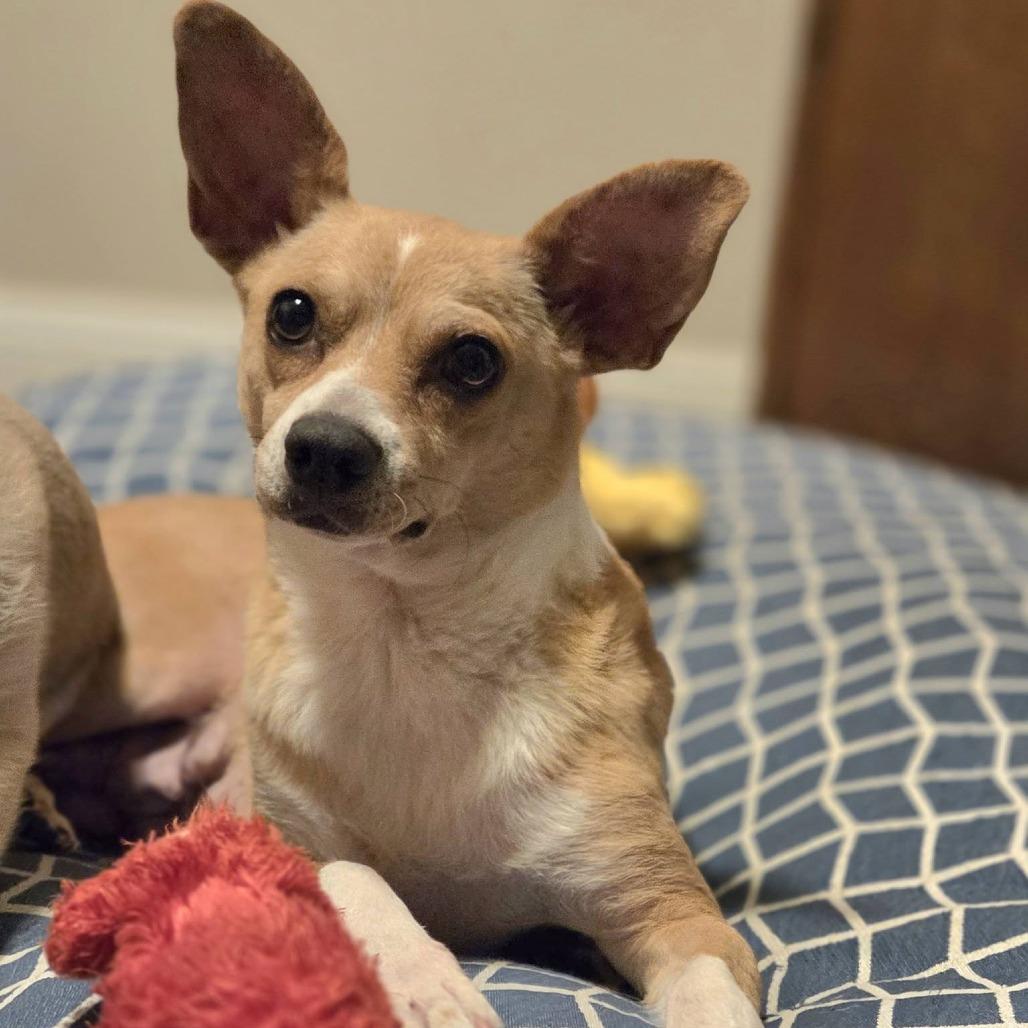 Enlarge Bo Peep, a Adoptable mixed breed in Yucaipa, CA image 4/6