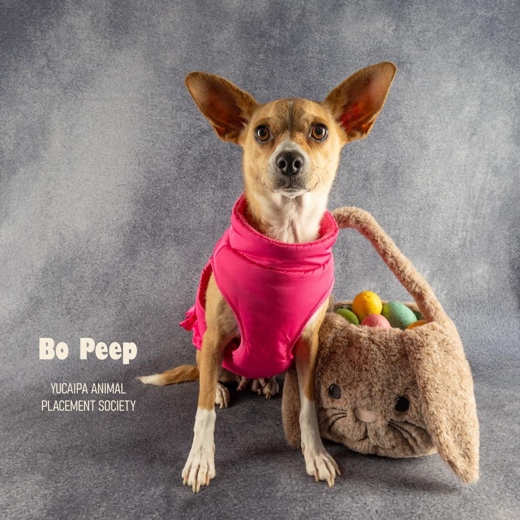 Enlarge Bo Peep, a Adoptable mixed breed in Yucaipa, CA image 5/6
