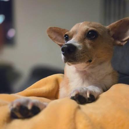 Enlarge Bo Peep, a Adoptable mixed breed in Yucaipa, CA image 6/6