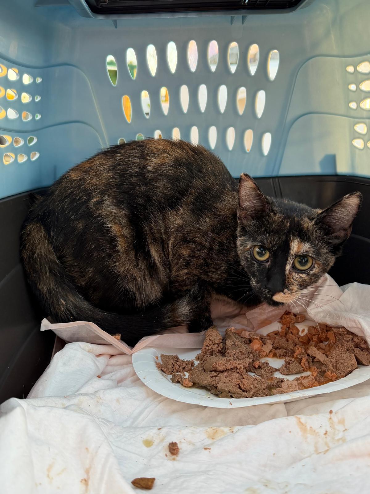 Enlarge Pebble, a ADOPTABLE Tortoiseshell in Perth Amboy , NJ image 3/5