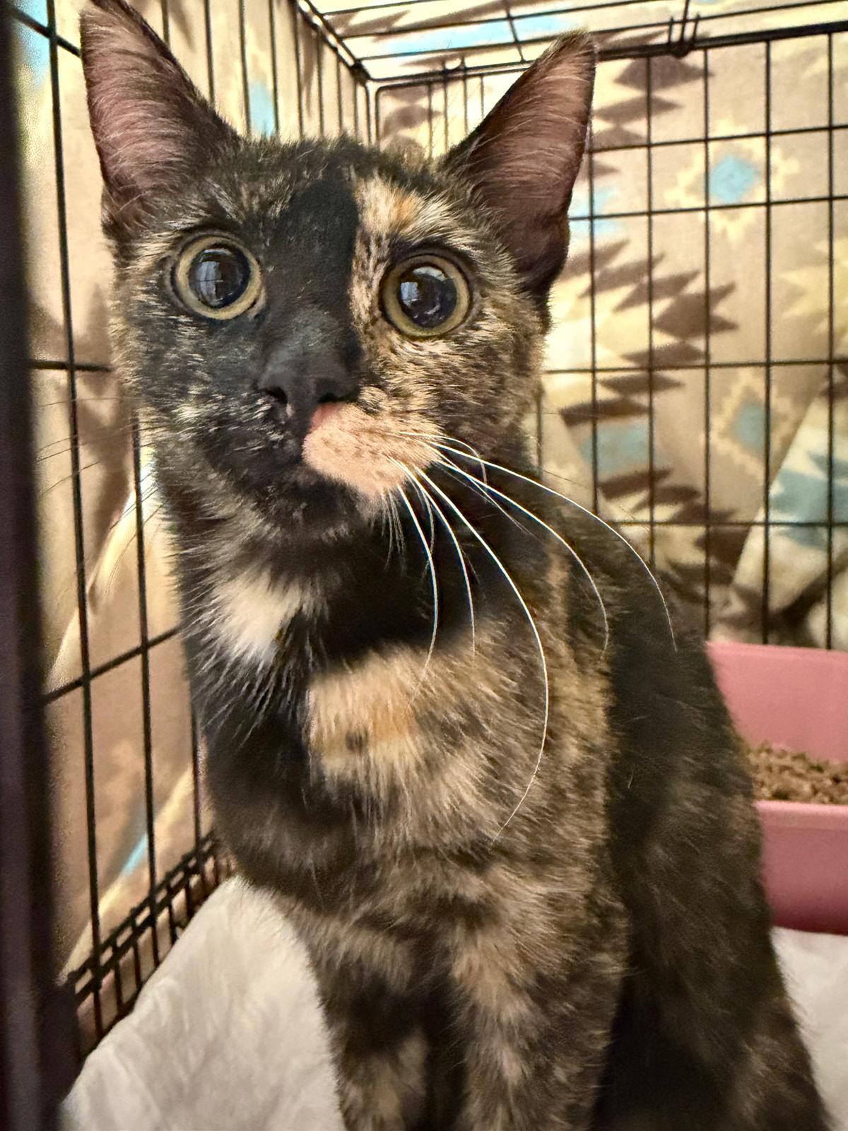 Enlarge Pebble, a ADOPTABLE Tortoiseshell in Perth Amboy , NJ image 2/5