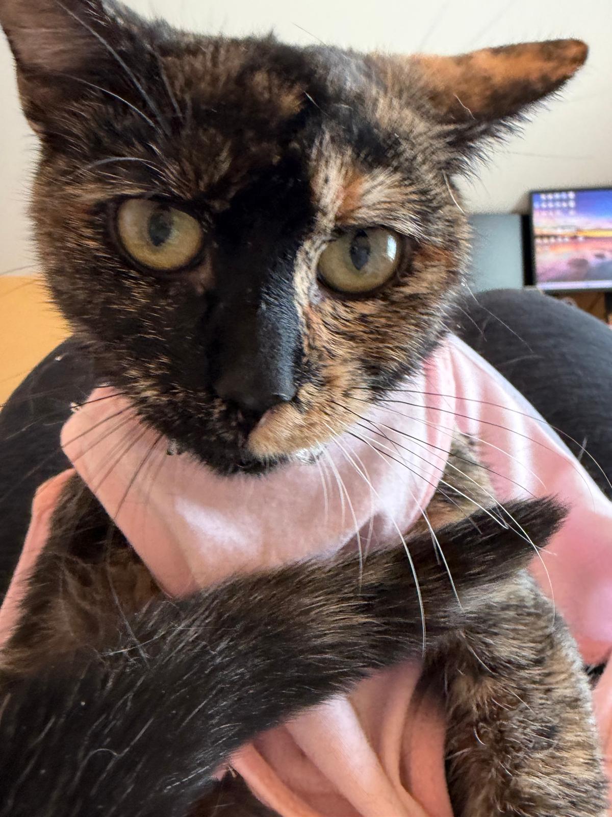 Enlarge Pebble, a ADOPTABLE Tortoiseshell in Perth Amboy , NJ image 5/5