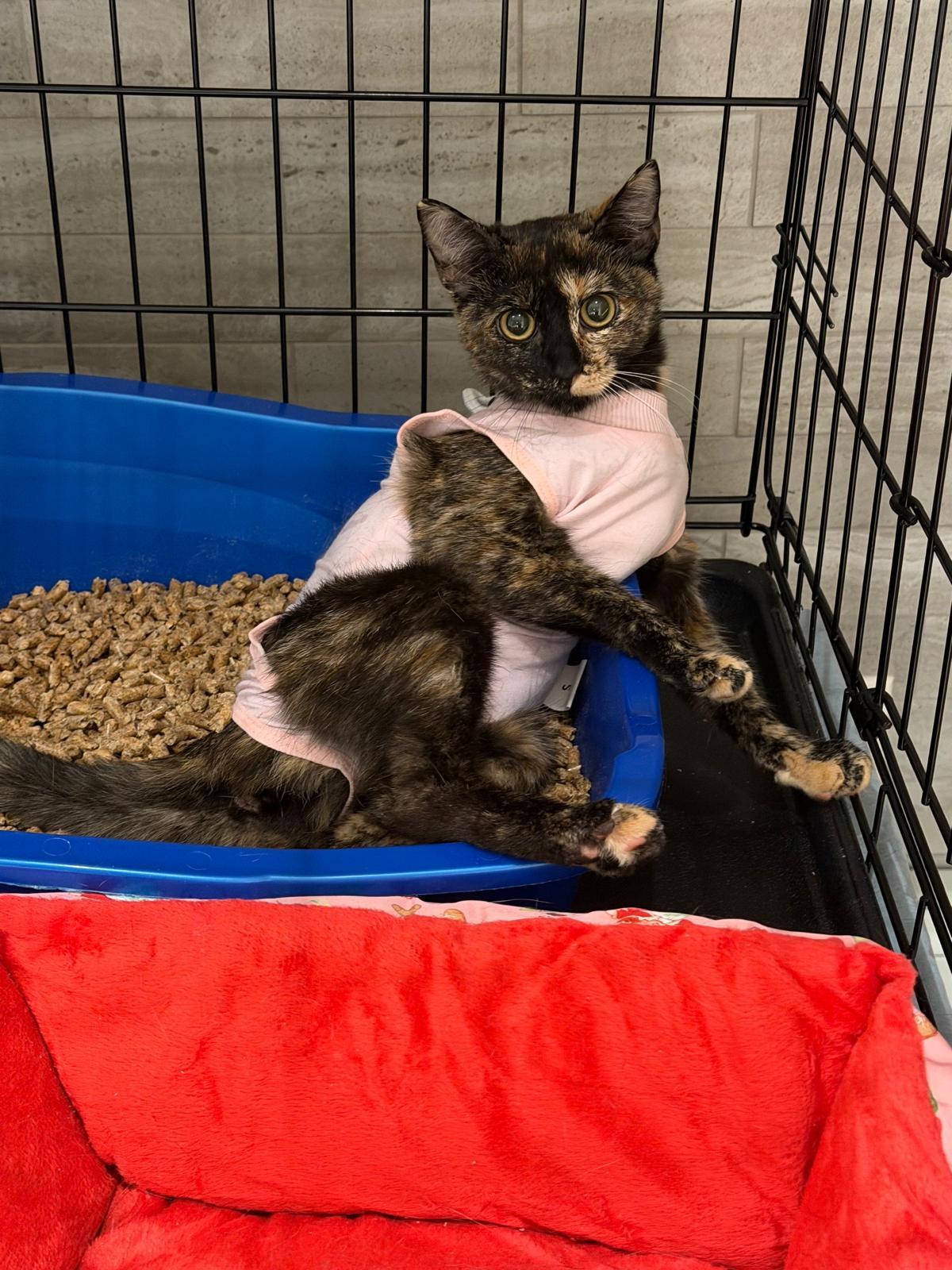 Pebble, ADOPTABLE, Kitten Female Tortoiseshell.
