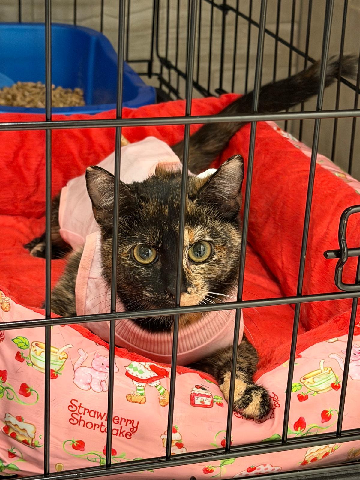 Enlarge Pebble, a ADOPTABLE Tortoiseshell in Perth Amboy , NJ image 4/5