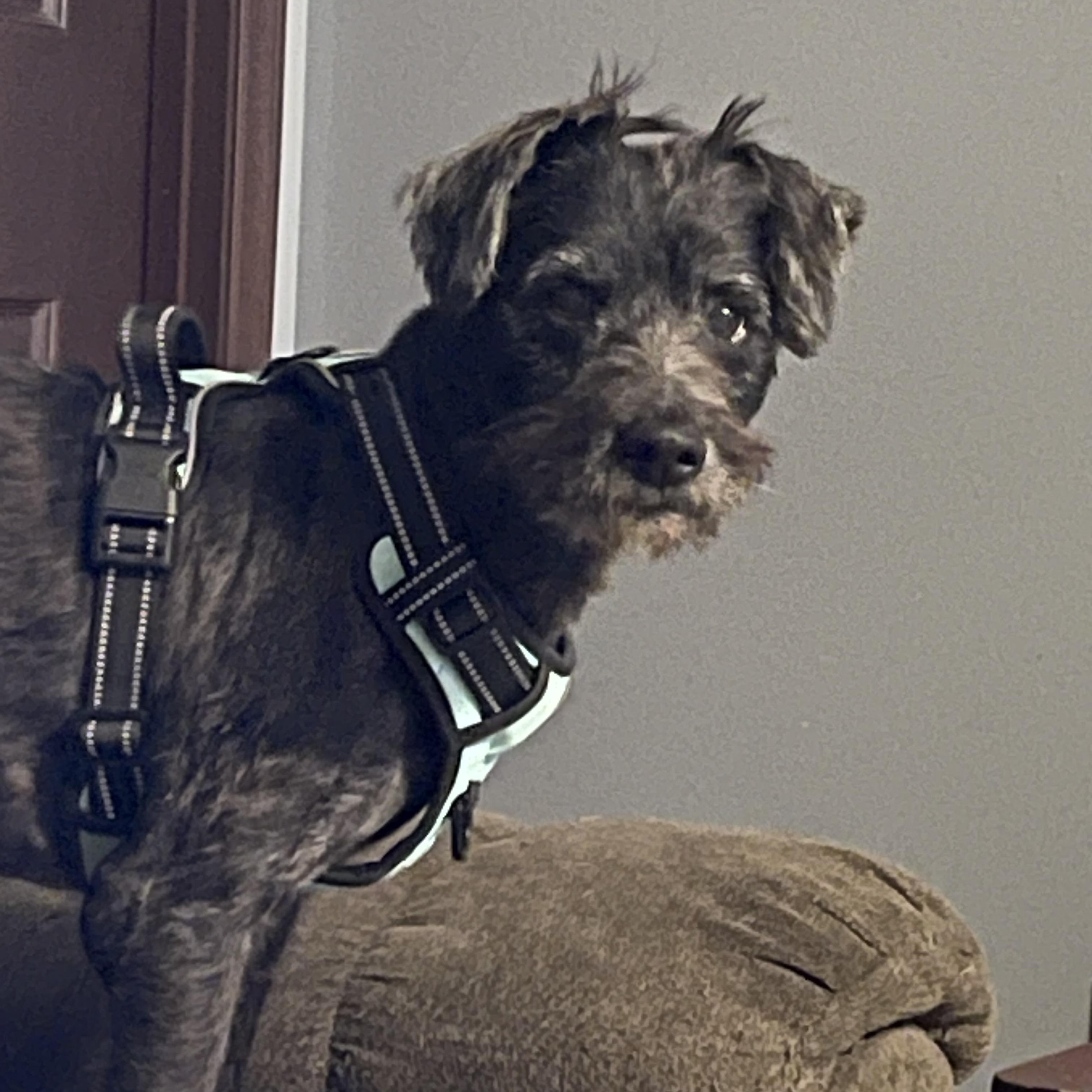 Enlarge Aeris, a Adoptable Terrier in Angola, NY image 1/3