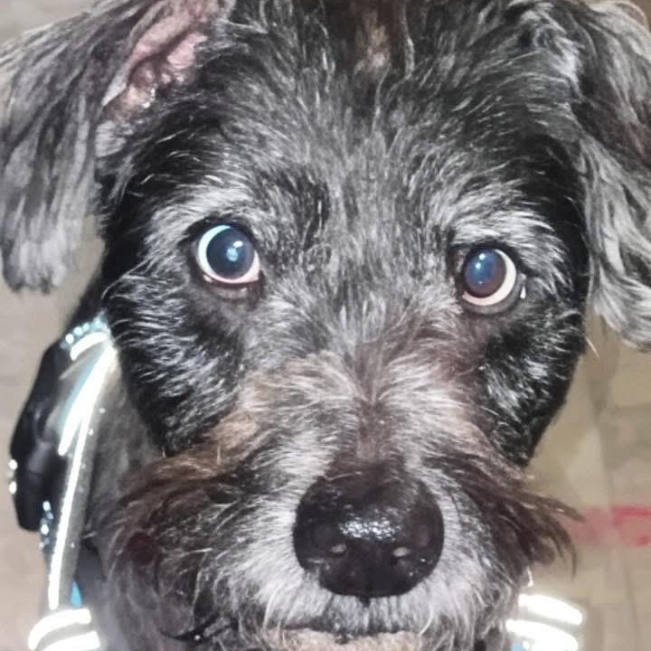 Aeris, Adoptable, Senior Male Terrier.