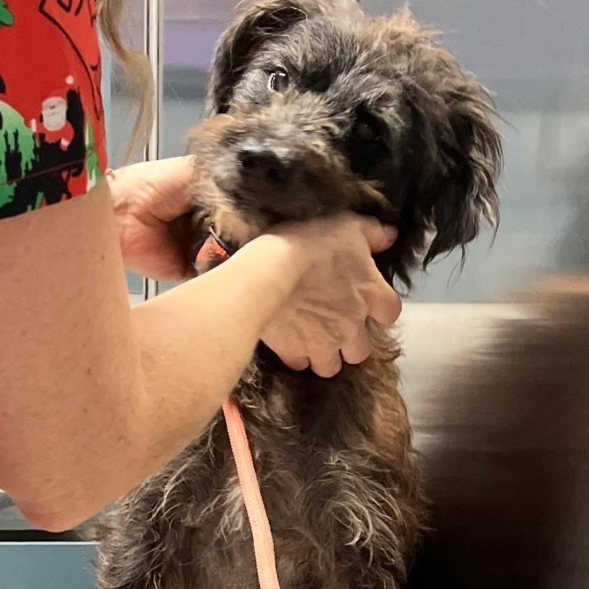 Enlarge Aeris, a Adoptable Terrier in Angola, NY image 4/5