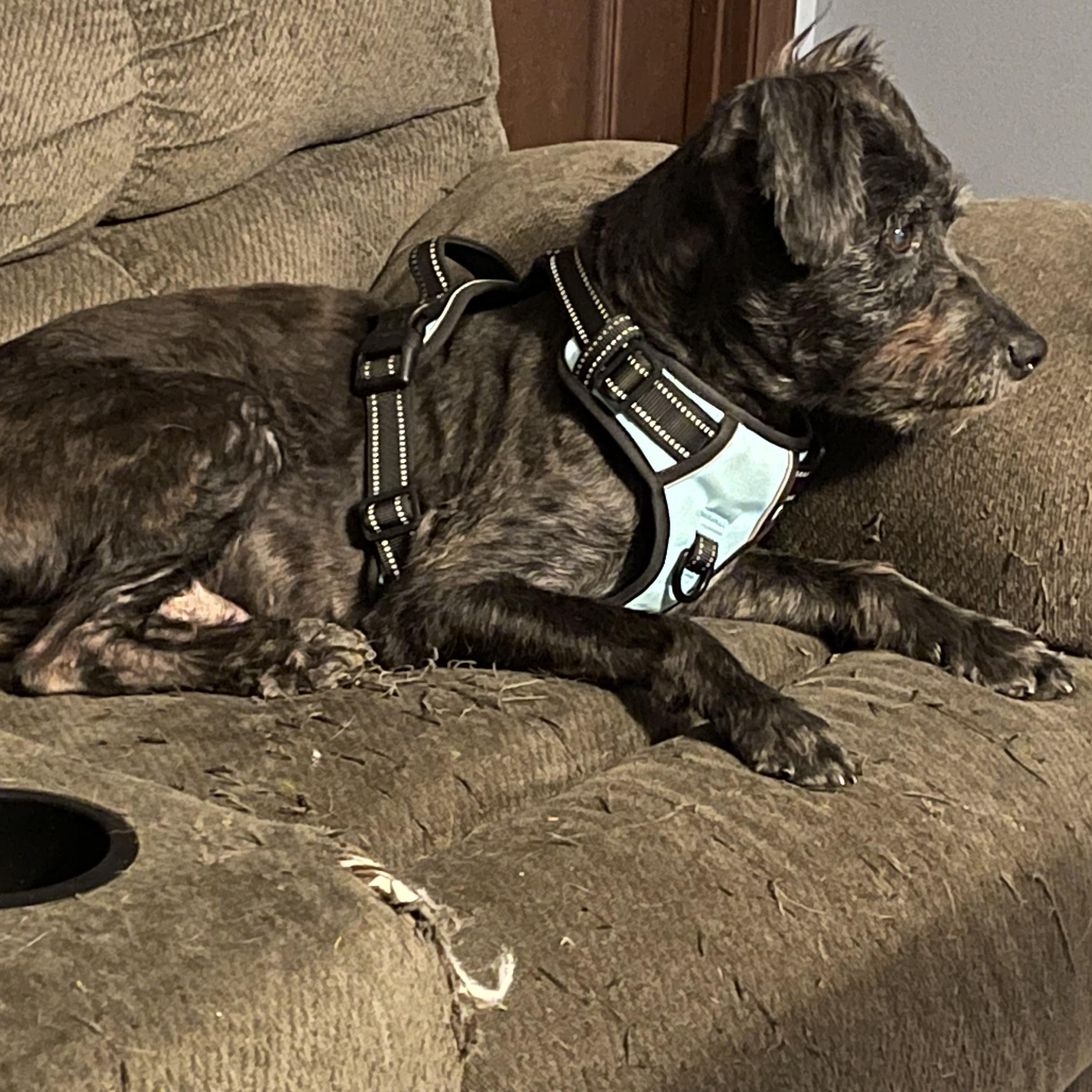 Enlarge Aeris, a Adoptable Terrier in Angola, NY image 3/3