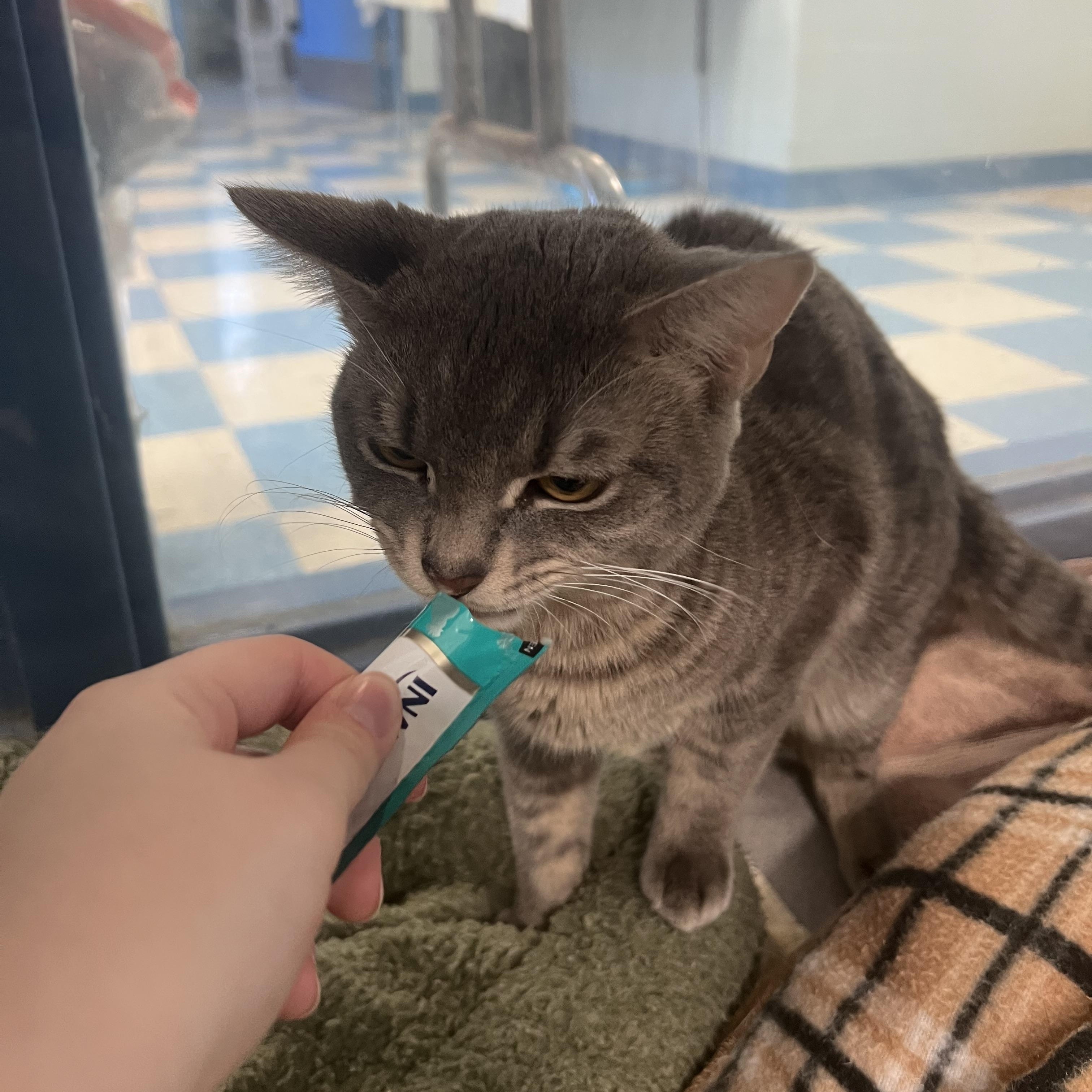Enlarge Alex, a ADOPTABLE Domestic Short Hair in Berryville, VA image 2/2
