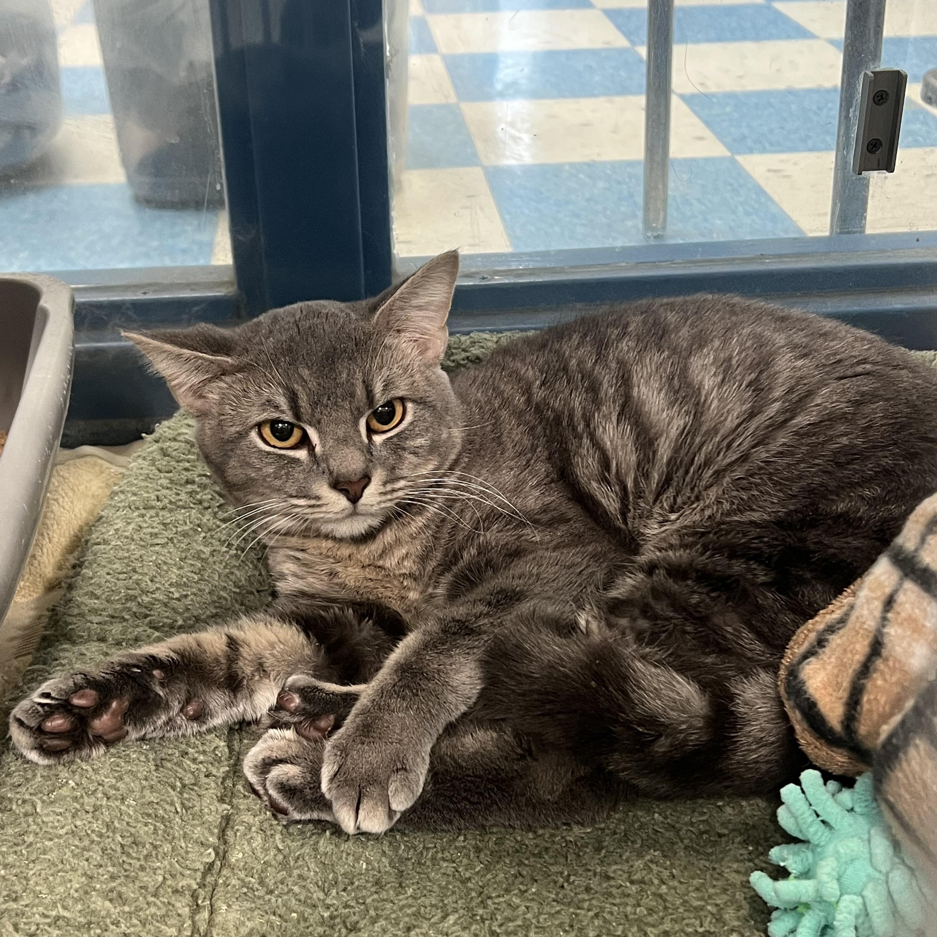 Alex, ADOPTABLE, Young Male Domestic Short Hair.
