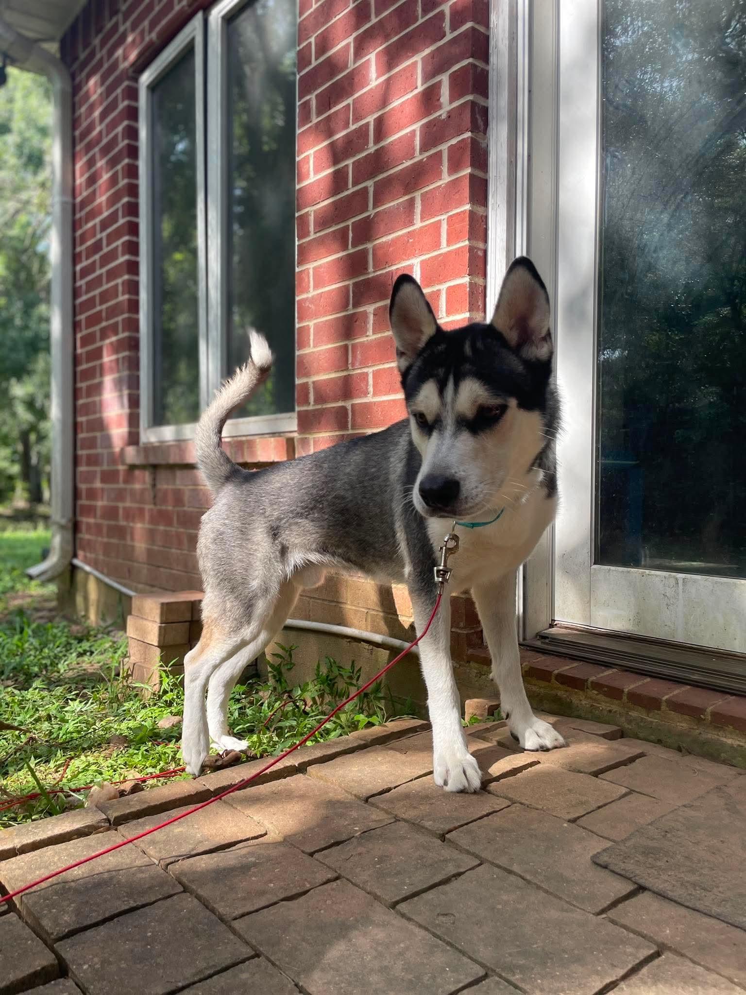Richie, a ADOPTABLE mixed breed in Humble, TX image 5/5