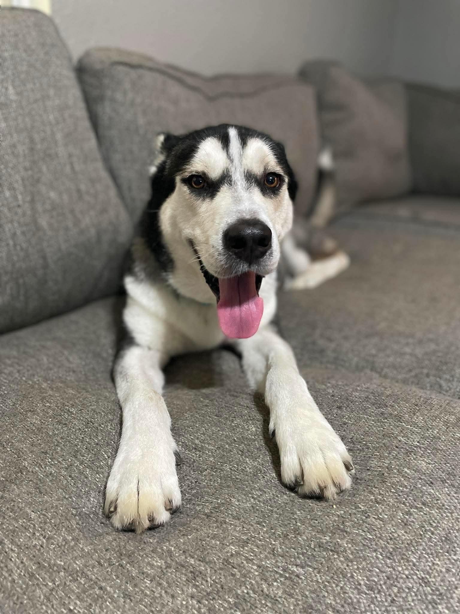 Richie, ADOPTABLE, Adult Male Husky & Siberian Husky.