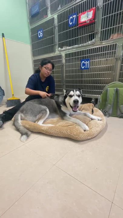Enlarge Richie, a ADOPTABLE mixed breed in Humble, TX video 4/5