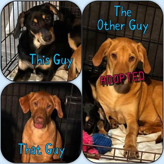 These Guys Litter - puppies, ADOPTABLE, Young Male Labrador Retriever.