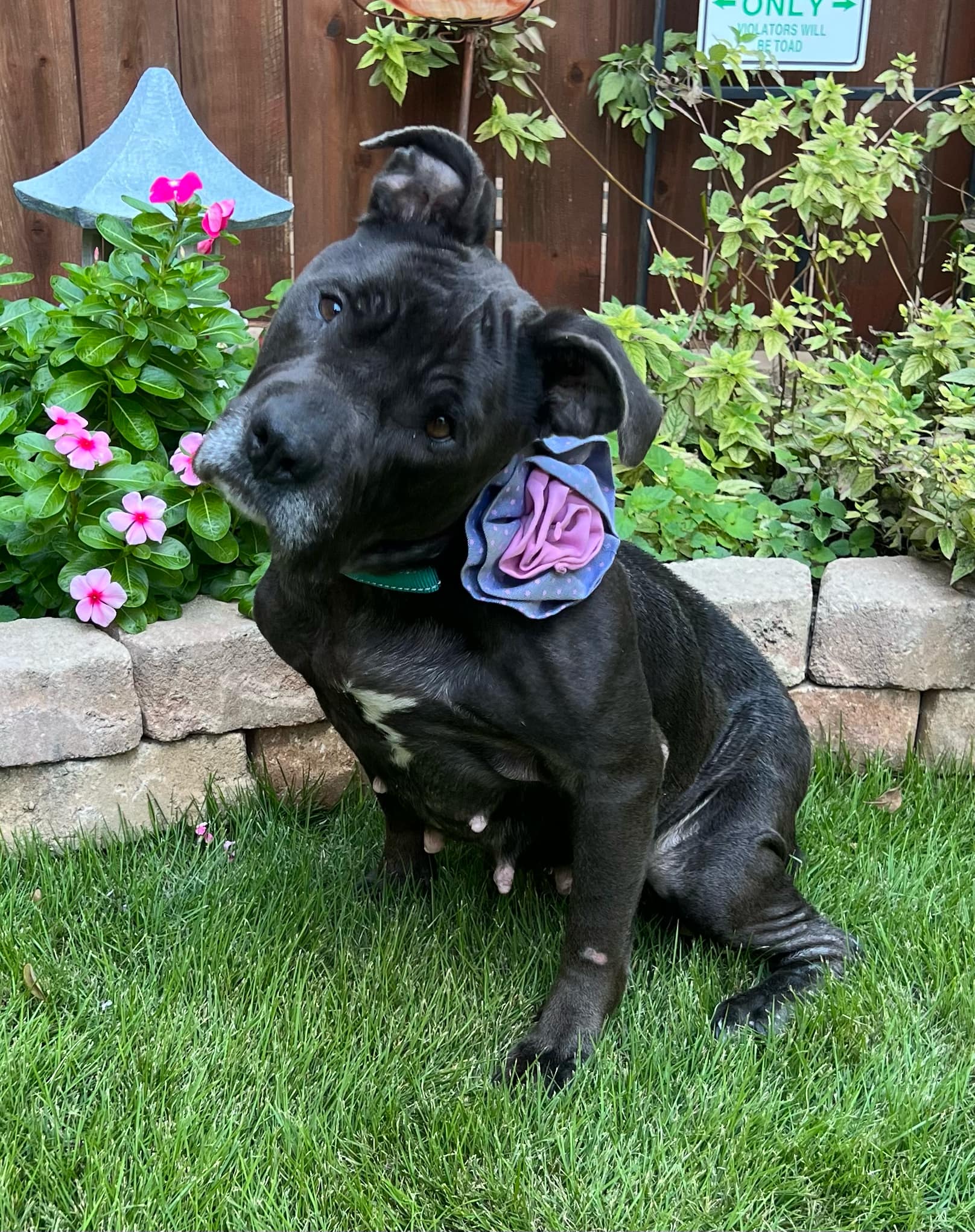 Enlarge Etta, a Adoptable mixed breed in Weatherford, TX image 1/6