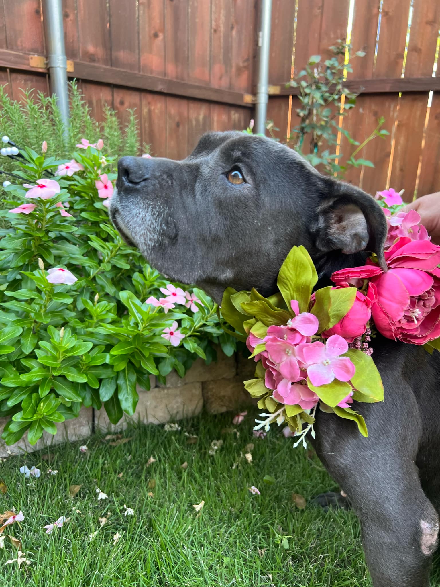 Enlarge Etta, a Adoptable mixed breed in Weatherford, TX image 2/6