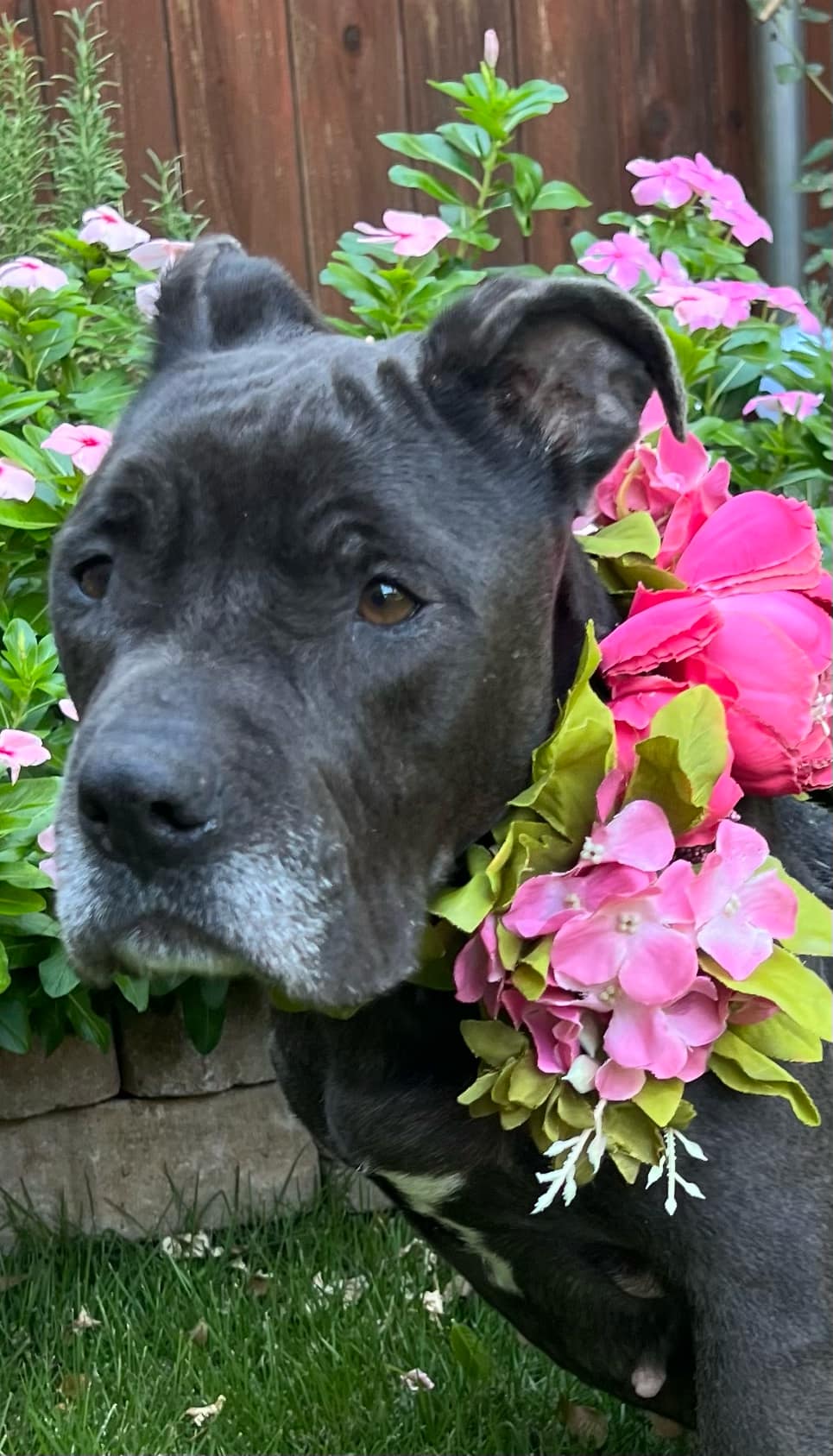 Enlarge Etta, a Adoptable mixed breed in Weatherford, TX image 5/6