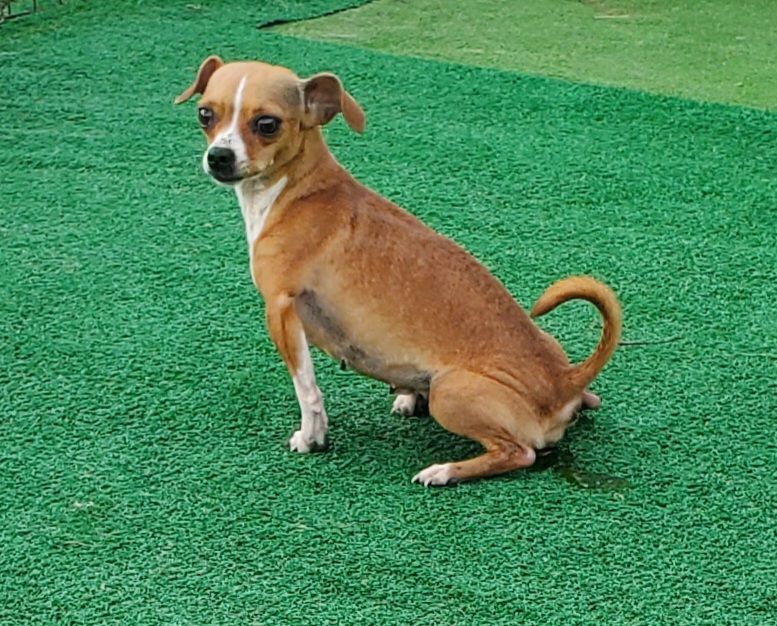 Dog for adoption Nala , a Chihuahua in East Bernstadt, KY Petfinder