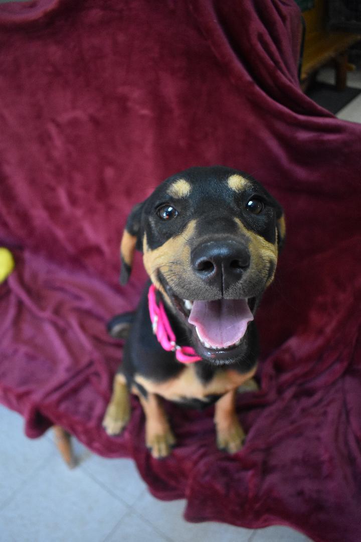 Era, ADOPTABLE, Young Female Doberman Pinscher.