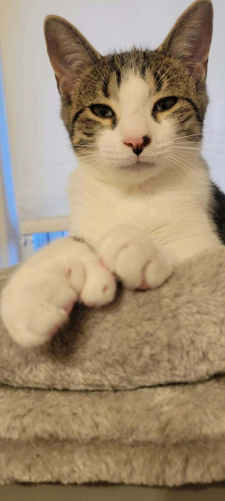 Enlarge Nolan, a Adopted Domestic Short Hair in Roslindale, MA image 4/4
