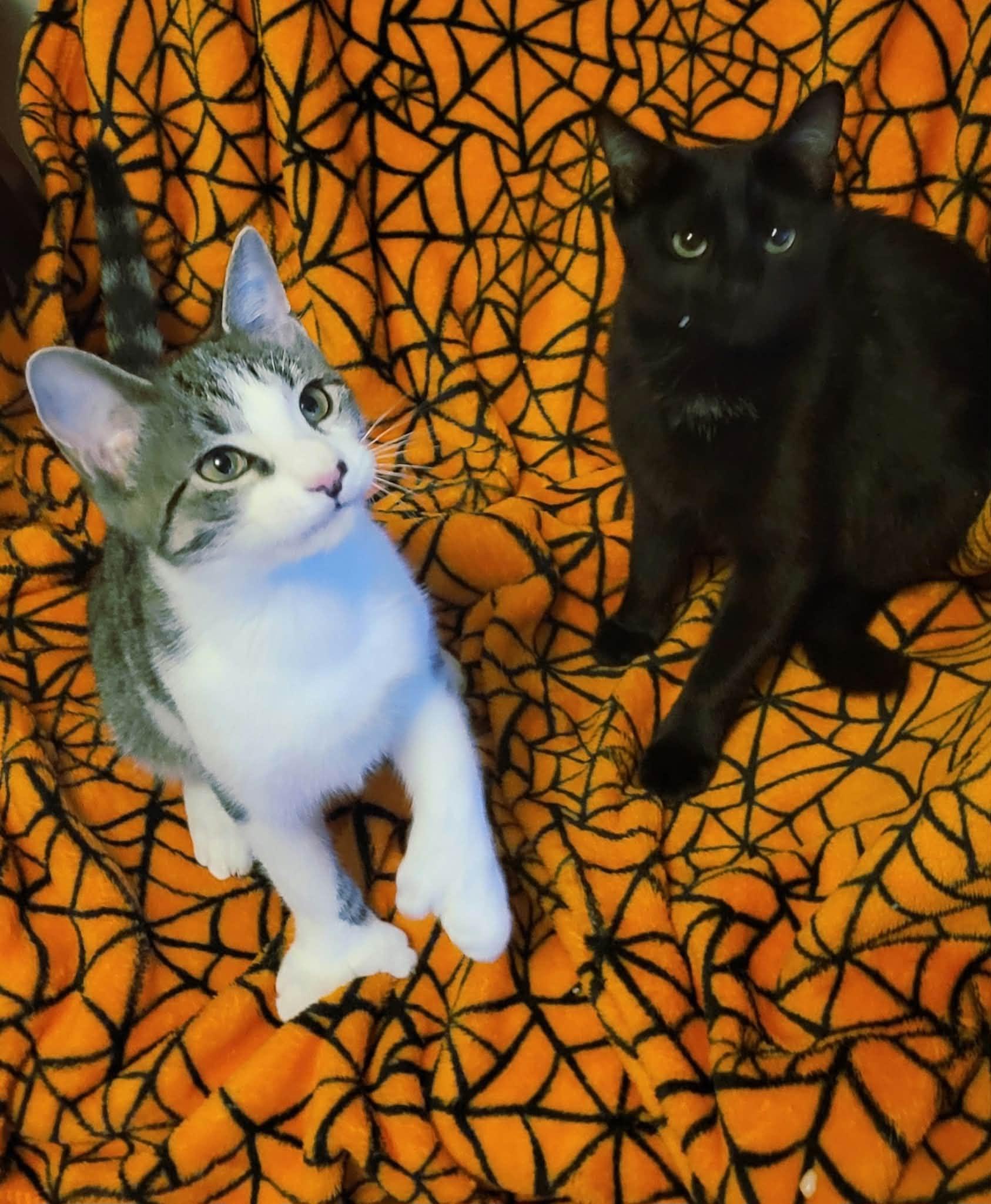 Enlarge Nolan, a Adopted Domestic Short Hair in Roslindale, MA image 1/4
