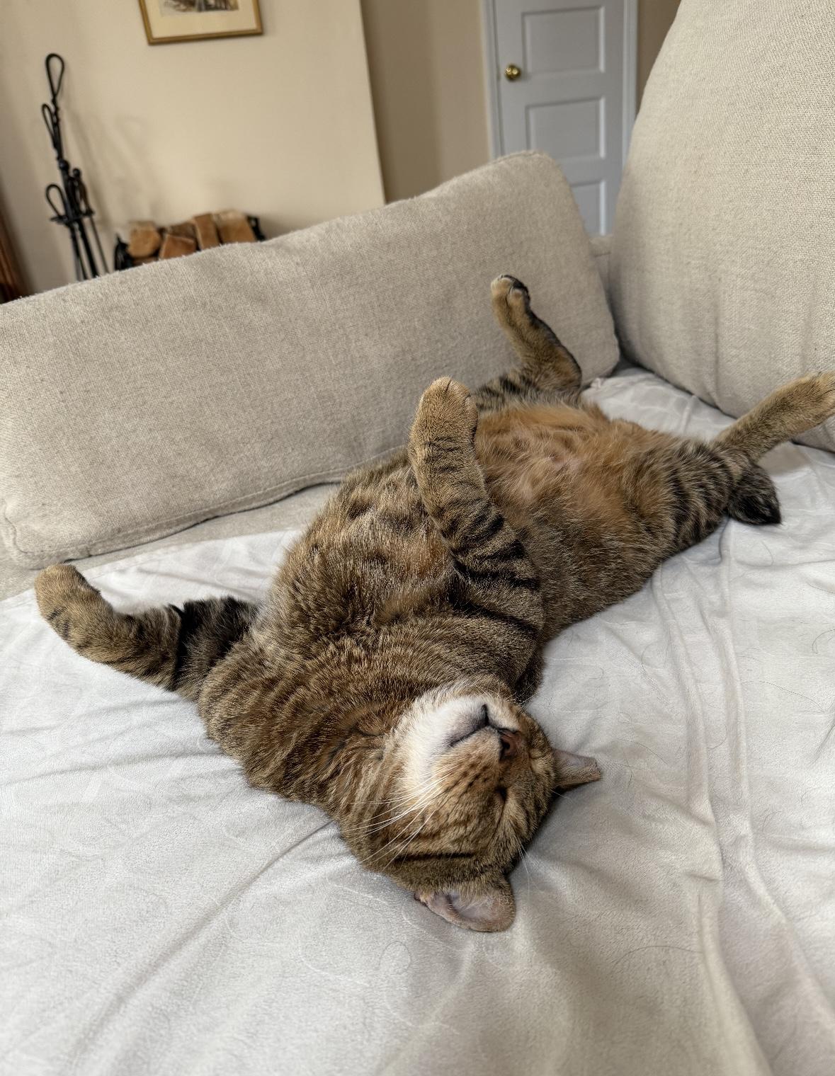 Bruce, a Adoptable Domestic Short Hair in Denver, CO image 2/6