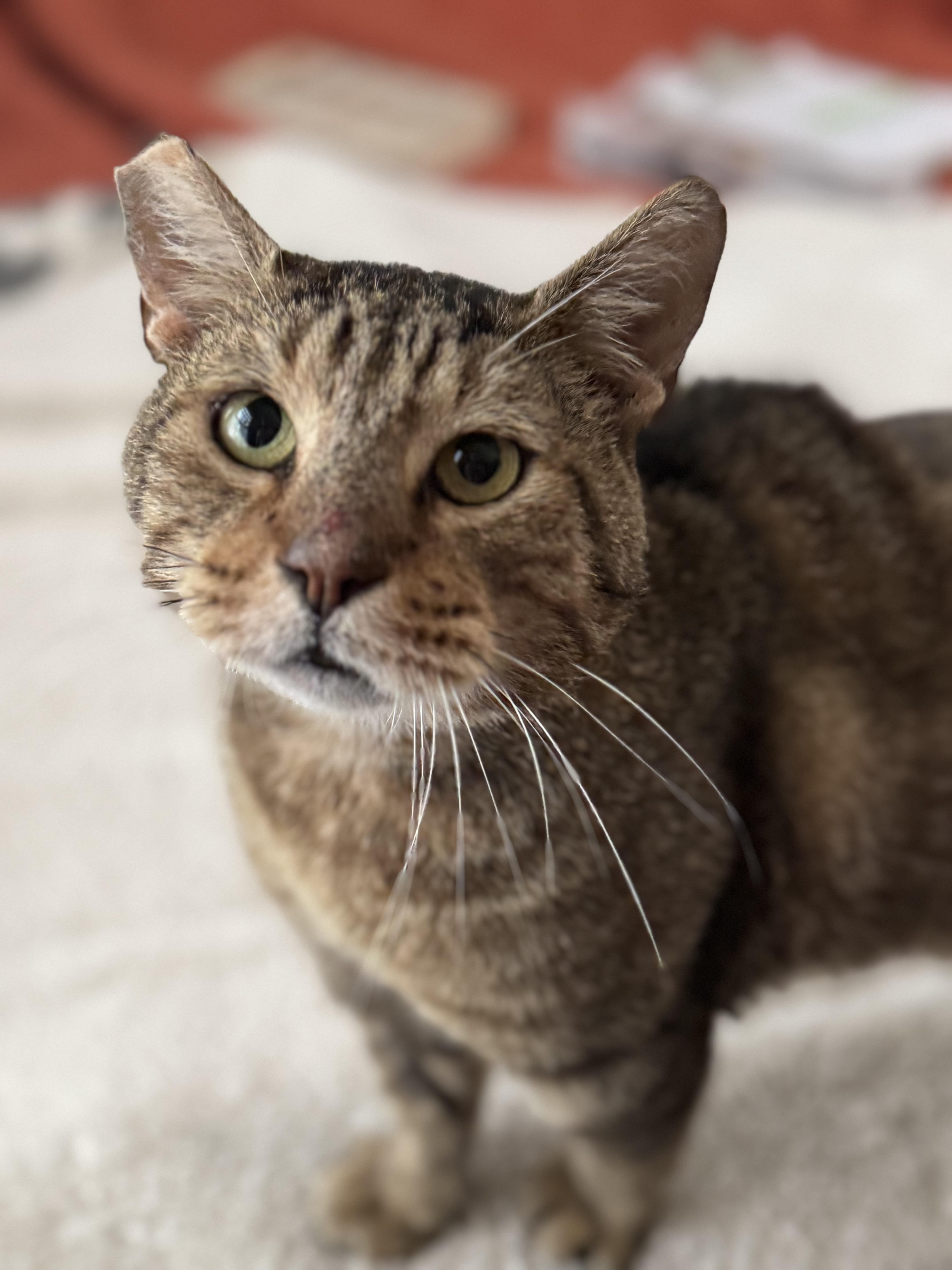 Bruce, a Adoptable Domestic Short Hair in Denver, CO image 5/6