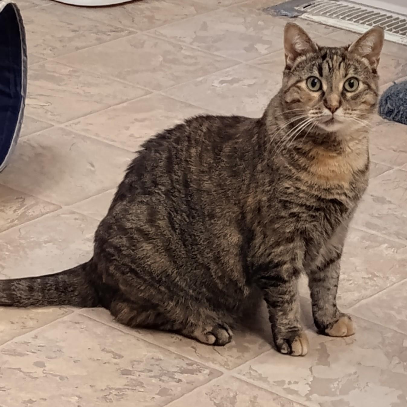 Chelsea, a Adoptable Domestic Short Hair in Dillsburg, PA image 2/6